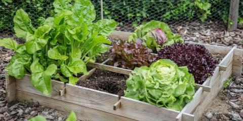 vegetable garden with lettuce